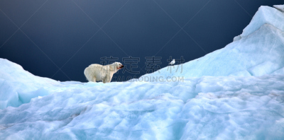象牙鸥,北极熊,水,水平画幅,雪,爪子,动物身体部位,野外动物,户外,熊
