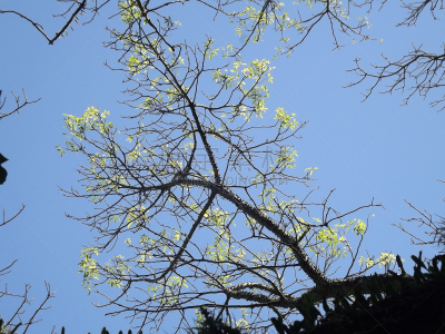 阿雷格里波特,巴西,南里奥格兰德州,水平画幅,无人,户外,植物,水生动植物,三色紫罗兰,森林