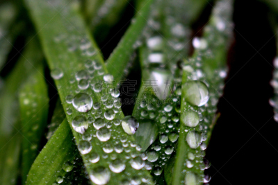 Close up of water droplets on grass, December 2017, UK