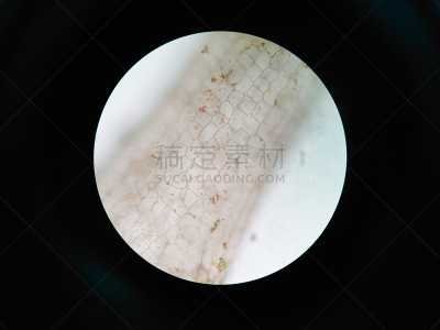 水栖哺乳动物,植物细胞,胞间连丝,黑藻属,细胞核,细胞质,菌腮,膜,叶绿素,叶绿体