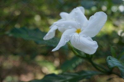 白色,茉莉,纸风车,前景聚焦,禅宗,风车厂,水平画幅,园艺,夏天,户外