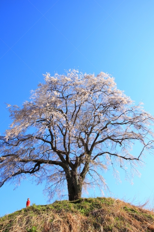 垂枝樱花,地藏菩萨,垂枝日本早樱,群马县,垂直画幅,天空,里山,樱花,樱桃,无人