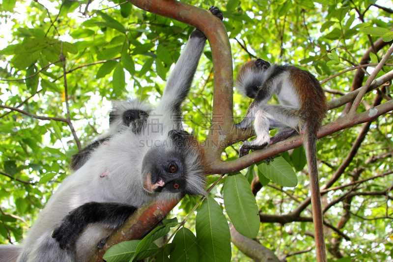 叶猴,猴子,家庭,bay colobus monkey,桑吉巴尔,公园,水平画幅,热带雨林,野外动物,户外