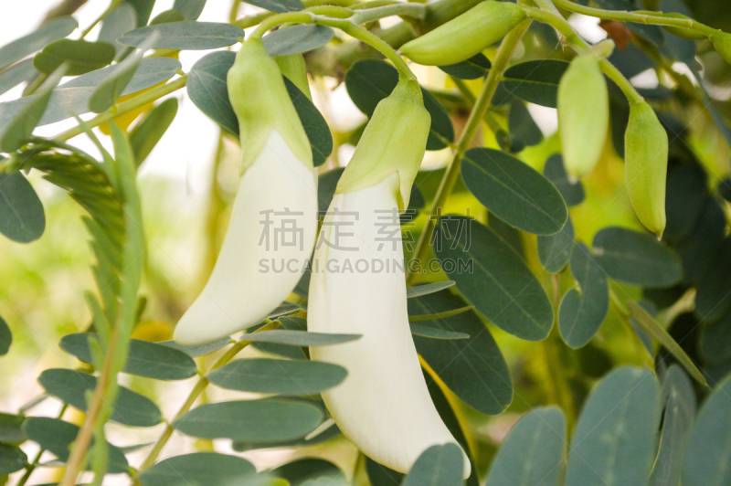 自然,水平画幅,无人,生食,草本,植物,2015年,农业,叶子,花头