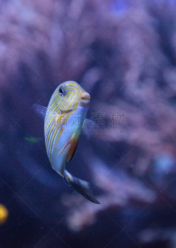 striped surgeonfish,垂直画幅,美国,无人,水下,颊纹鼻鱼,海洋,摄影