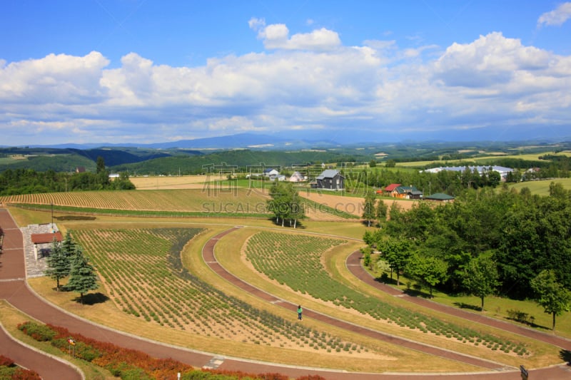 田地,富良野盆地,美瑛町,马铃薯,水平画幅,山,无人,日本,户外,北海道