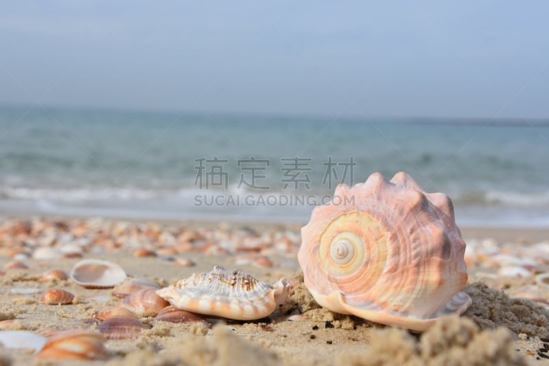 贝壳,海滩,水,水平画幅,云,沙子,无人,海岸地形,户外,特写