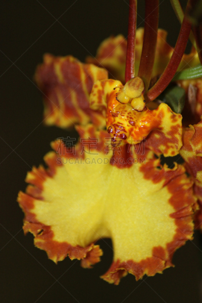 兰花,自然,垂直画幅,美国,橙色,雄蕊,无人,斑点,特写,单子叶植物