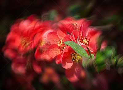 温柏,红色,花朵,芳香的,水平画幅,无人,户外,特写,植物,枝