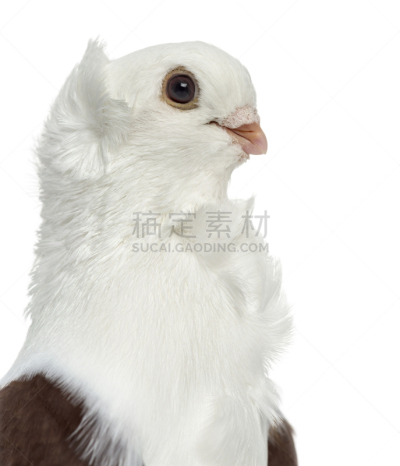 鸽子,德国德意志马克,过时的,白色,猫头鹰,分离着色,垂直画幅,野生动物,人的头部,无人