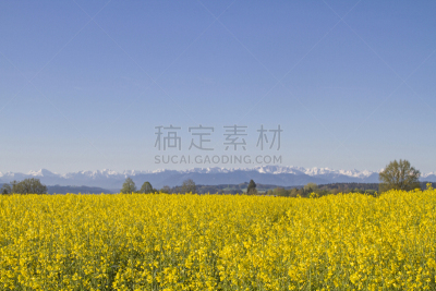 油菜花,花朵,田地,草地,水平画幅,地形,无人,户外,上巴伐利亚,巴伐利亚