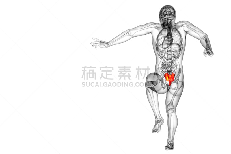 健康保健,骶骨,骨骼,插画,三维图形,人类骨架,水平画幅,脊柱,人