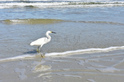 天空,海滩,太阳,苍鹭,白昼,大白鹭,蓝色,雪,水