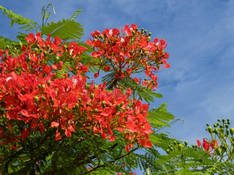 美,阿根廷,水平画幅,无人,广场,巴拉那洲,野生植物,针叶树,太阳,自然美