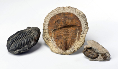 三叶虫,寒武纪,风格,古生代,化石,古生物学,恐龙,过去,海洋生命,已灭绝生物