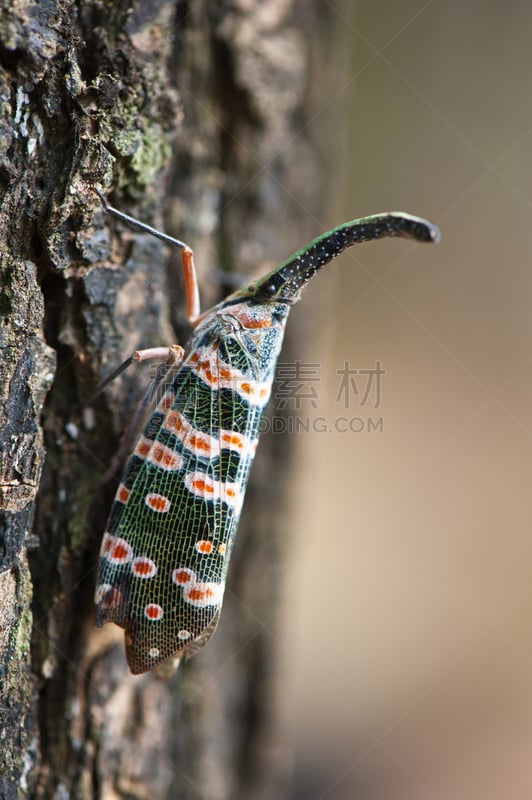 白蜡虫,蝉,自然,垂直画幅,野生动物,绿色,动物身体部位,翅膀,树林,两翼昆虫