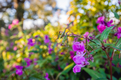 湿,植物,花蕾,凤仙花属植物,香根,外来物种,花园矮人雕像,生态多样性,铜,自然保护区