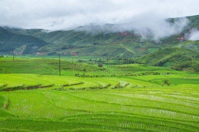 田地,梯田,稻,图利湖,心脏移植术,移植手术,沙坝,胡志明市,河内,水稻梯田