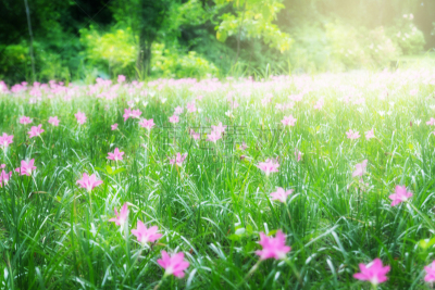 百合花,雨,运动模糊,农场,背景,纹理效果,西风之神,番红花属,美,诗丽吉王后