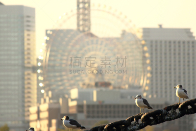 海鸥,摩天轮,黑色,链,水平画幅,无人,日本,鸟类,黄昏,户外