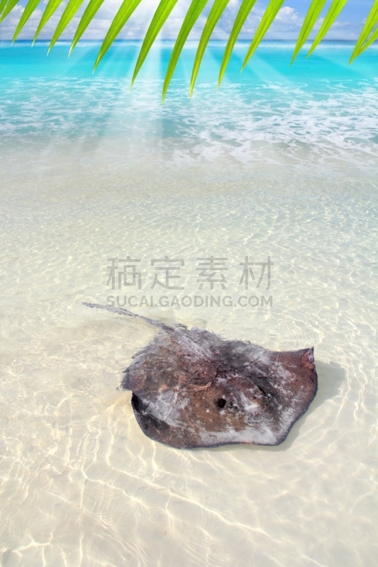 魟鱼,海滩,加勒比海地区,南部魟鱼,柯塔伊岛,马雅里维耶拉,垂直画幅,水,沙子,无人