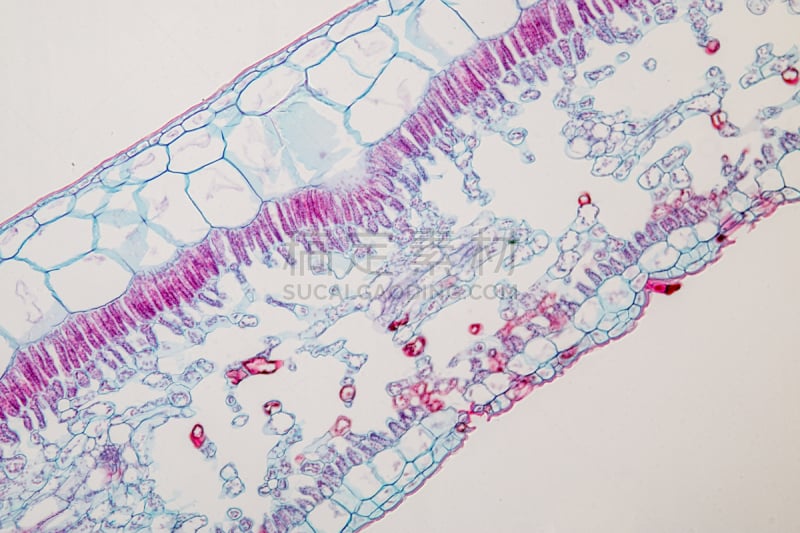 显微镜,在下面,植物,叶子,横截面,教室,细胞核,水平画幅,木质部,显微图片