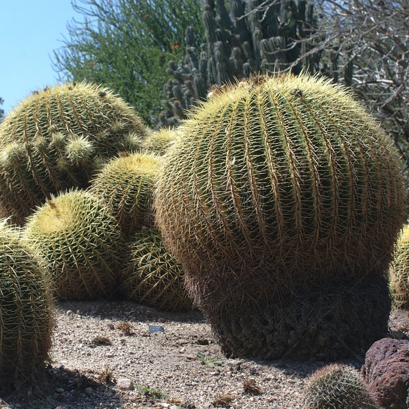 球,美,尖的,脊柱,荆棘,cactus wren,户外,干的,金桶仙人掌,特写