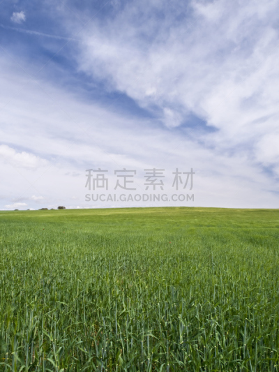 绿色,小麦,垂直画幅,天空,非都市风光,地形,无人,阿尔瓦赛特省,户外,未成熟的