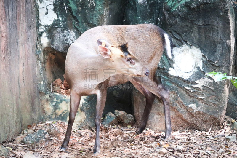 毛冠鹿,圣伯纳犬,自然,褐色,野生动物,水平画幅,生物,原野,斑点,户外