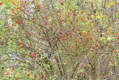 Hips bush with ripe berries. Berries of a dogrose on a bush. Fruits of wild roses. Thorny dogrose. Red rose hips.