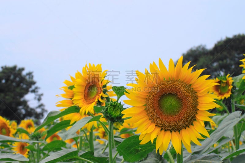 向日葵,田地,自然,天空,水平画幅,无人,蓝色,日本,夏天,户外