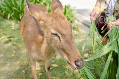 草,brow-antlered deer,公园,褐色,缅甸,琼不里省,水平画幅,户外,特写,泰国
