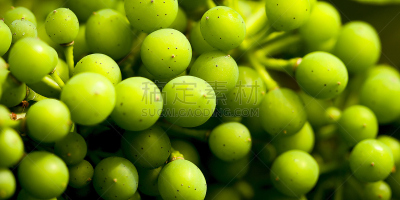 葡萄,图尔高,科切姆,摩泽尔河,摩泽尔省,白雷司令葡萄,夏敦埃葡萄,莱茵兰,自然,葡萄酒
