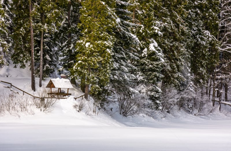 alcove in snowy spruce forest