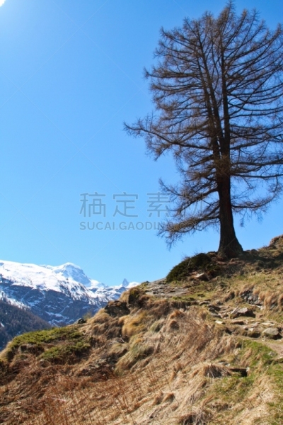阿尔卑斯山脉,徒步旅行,垂直画幅,风,枝繁叶茂,山,无人,泥土,夏天,户外