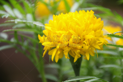 仅一朵花,黄色,etal castle,埃特尔城堡,大波斯菊,水平画幅,无人,夏天,户外,草