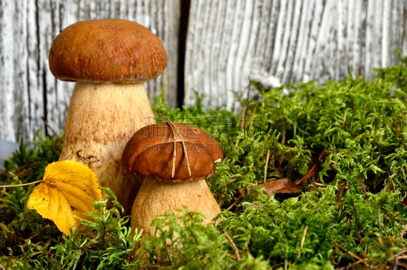 美味牛肝菌,两个物体,porcini mushroom,褐色,水平画幅,素食,苔藓,生食,夏天,户外