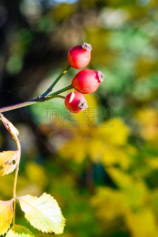 枝,野生植物,垂直画幅,无人,生食,组物体,户外,特写,枸杞,植物