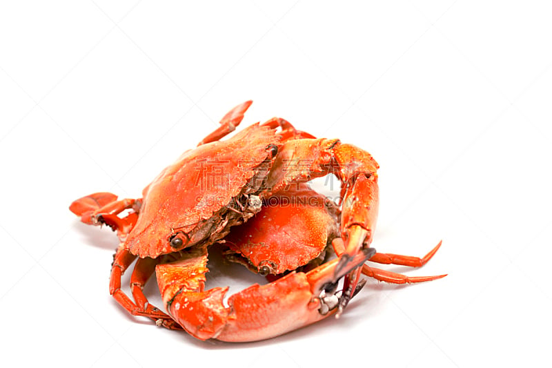 螃蟹,海洋,红色,白色背景,龙虾,蒸菜,菲律宾,煮食,水平画幅,巨大的