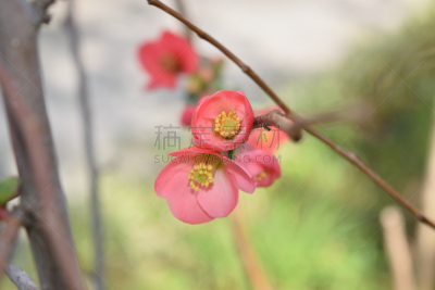 皱皮木瓜,美,褐色,水平画幅,无人,温柏,植物,枝,园林,自然界的状态