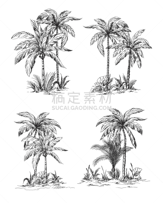 棕榈树,叶子,鸡尾酒,钢笔和麦克笔画,复叶,椰子树,速写本,轮廓线画,椰子,布置