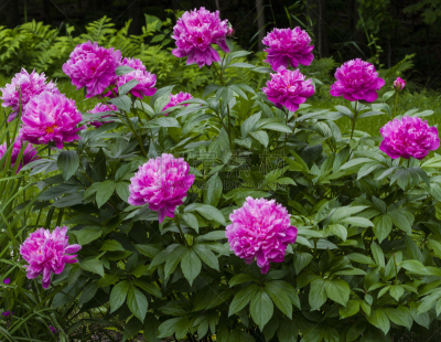 灌木,花朵,植物群,牡丹树,美,水平画幅,无人,色彩鲜艳,夏天,户外