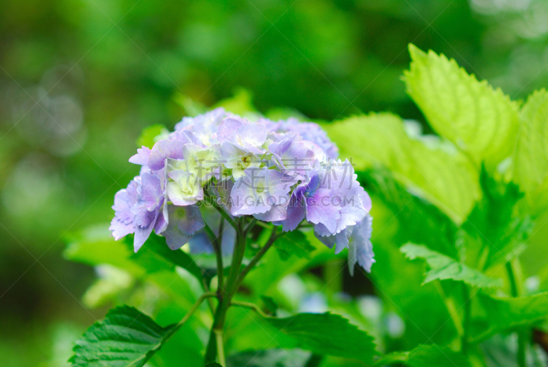 八仙花属,植物,水平画幅,无人,亚洲,东京,日本,关东地区,城市,摄影