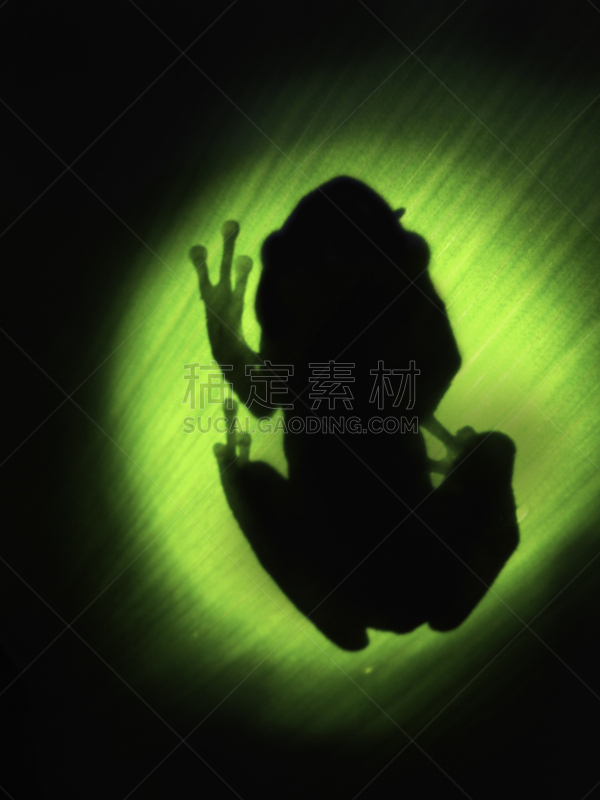 青蛙,垂直画幅,动物手指,动物身体部位,热带雨林,阴影,户外,光,雨林,拉丁美洲
