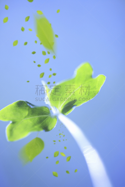 叶子,自然,垂直画幅,植物,绿色,牵牛花,日本,环境,舞蹈,双叶区