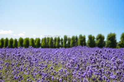 田地,熏衣草,蓝色,天空,里山,芳香的,水平画幅,无人,夏天,户外