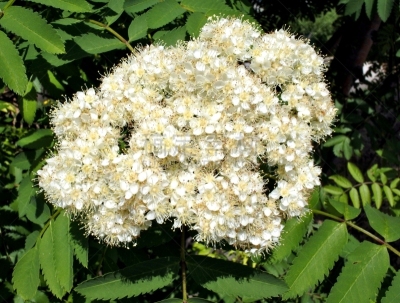 山梨树,枝繁叶茂,耳状幼虫,神圣几何学,圆锥花序植物,香水,美,公园,芳香的,水平画幅