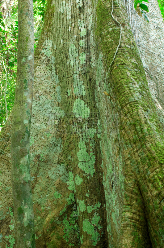 亚马孙洲,巴西,亚马逊雨林,亚马逊地区,垂直画幅,形状,无人,巨大的,雨林,植物