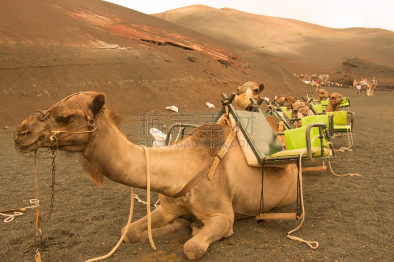 骆驼,timanfaya national park,兰萨罗特岛,金丝雀,水平画幅,无人,大西洋群岛,夏天,户外,北美歌雀