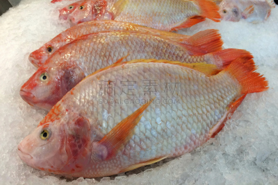 肉,鱼类,罗非鱼,水平画幅,生食,膳食,海产,特写,泰国,白色